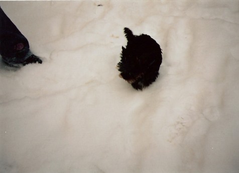 Kiki na sněhu.jpg